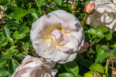 Washington, Seatac 'ta bir bahçede beyaz bir gülün makro çekimi..