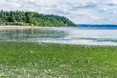 Puget Sound 'un suyu Normandy Park, Washington' da düşüktür..