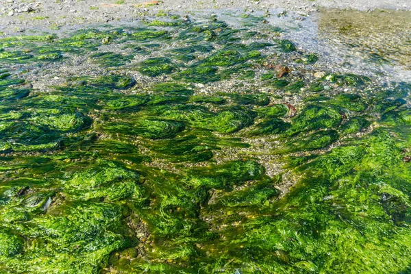 太平洋西北部潮水池中的海藻 — 图库照片