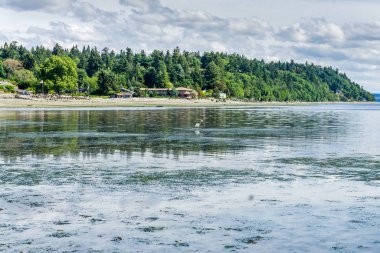 Puget Sound 'un suyu Normandy Park, Washington' da düşüktür..