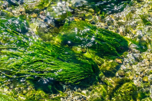 Zeewier Een Getijdenpoel Pacific Northwest — Stockfoto