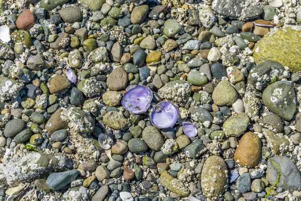 Purpurové Mořské Mušle Skály Pobřeží Severozápadě Tichého Oceánu — Stock fotografie