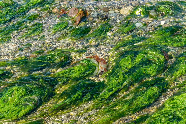 Algas Marinas Una Piscina Marea Noroeste Del Pacífico —  Fotos de Stock