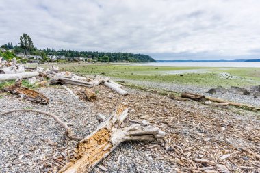 Wasington Eyaleti 'ndeki Normany Park' ta gelgit başladı..