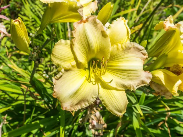 黄色の百合の花のマクロ写真 — ストック写真