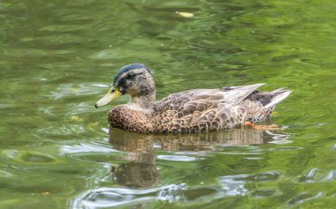 Washington 'da Normandiya Parkı' nda bir ördek..