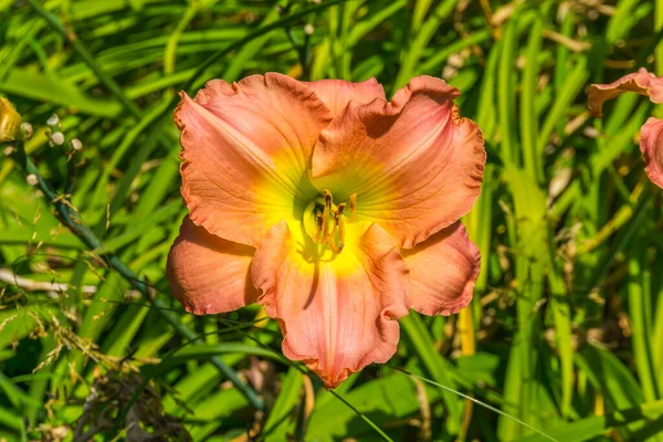 Uma Foto Macro Uma Flor Daylily Laranja — Fotografia de Stock