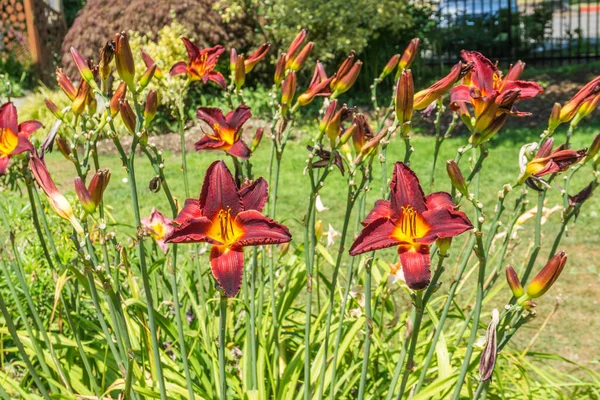 Red Daylily Flowers Bllom Seatac Washington — Foto de Stock