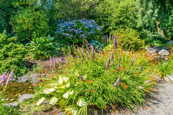 Flores Color Naranja Azul Jardín Seatac Washington — Foto de Stock