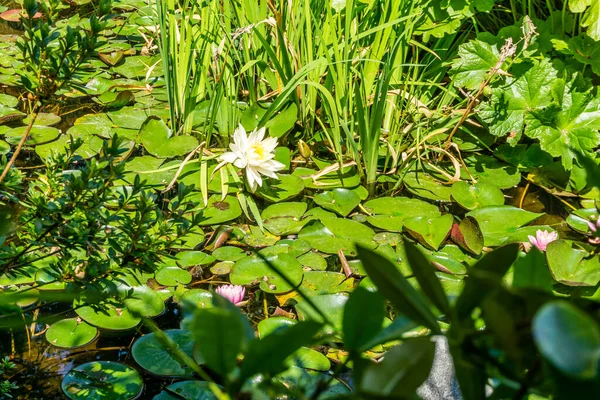 워싱턴 톡에서 꽃피는 물웅덩이 — 스톡 사진