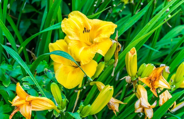 Una Macro Foto Una Flor Amarilla Daylily — Foto de Stock
