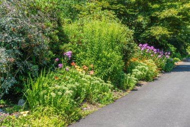 Seatac, Washington 'da bir yürüyüş yolunun yakınında çiçekler açar..