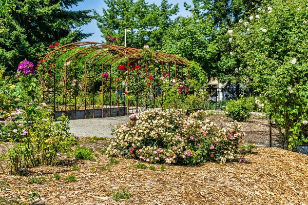 Florecen Rosas Arcos Seatac Washington —  Fotos de Stock