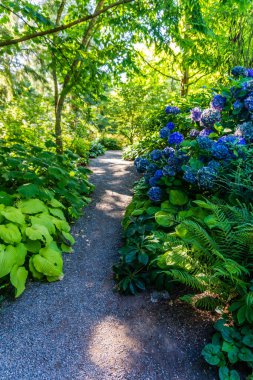 Bellevue, Washington 'da botanik bahçesinde bir patika..
