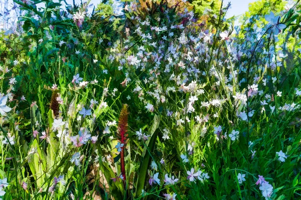 Bellevue Washington Daki Bir Bahçedeki Beyaz Çiçeklerin Çizimi — Stok fotoğraf