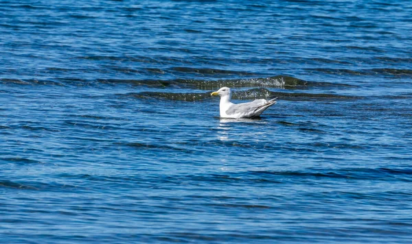 Seagull Floats Shallows Dash Point State Park Washington State — Stock Photo, Image