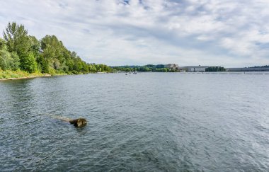 Renton, Washington 'daki Gene Coulon Park' taki kıyı şeridi manzarası.