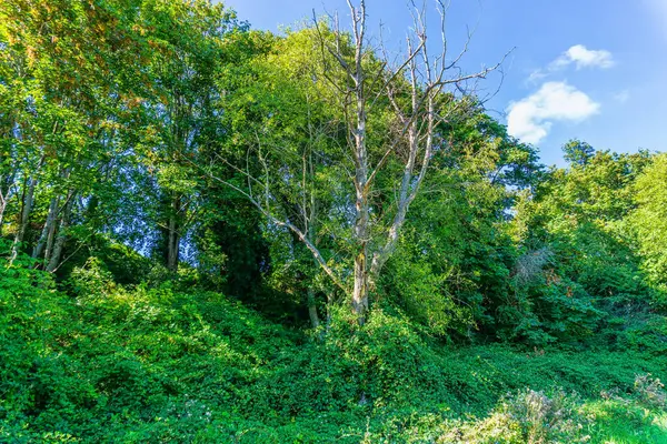 一株光秃秃的树矗立在茂密的绿树成林中 — 图库照片