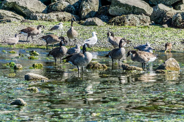 Canada Geese Seagulls Wade Water Rocks — Stock Photo, Image