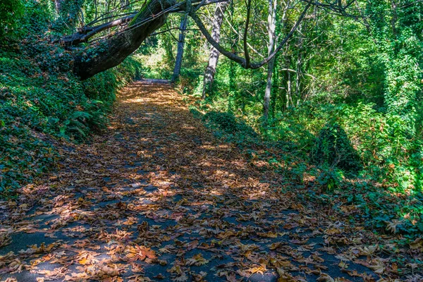 Een Loopbrug Normandië Park Washington — Stockfoto