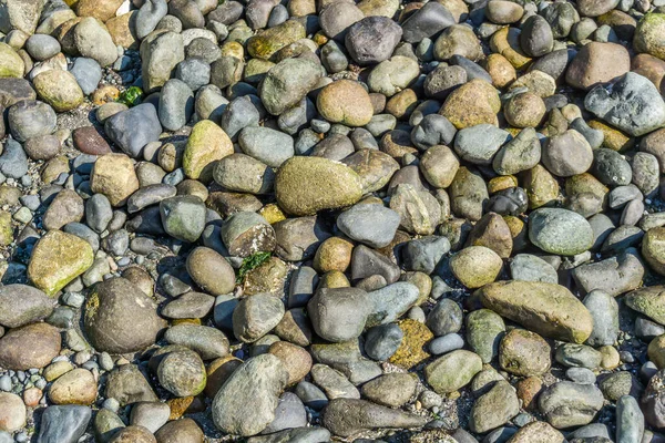 Makroaufnahme Glatter Felsen Einer Küste Pazifischen Nordwesten — Stockfoto