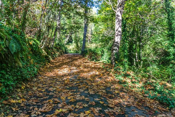 Gångväg Normandie Park Washington — Stockfoto