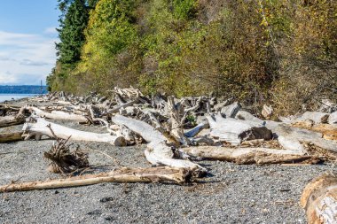 Normandiya Parkı, Washington 'daki kıyı şeridi manzarası.