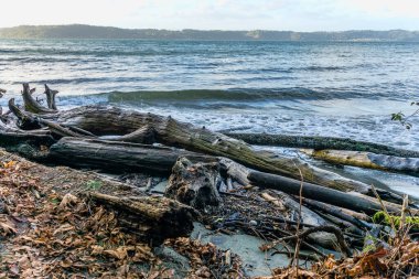 Dash Point, Washington 'da deniz manzarası.