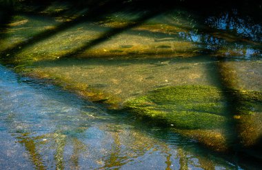 Kent, Washington 'daki Green River' da somon balığı yüzüyor..