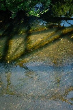Kent, Washington 'daki Green River' da somon balığı yüzüyor..