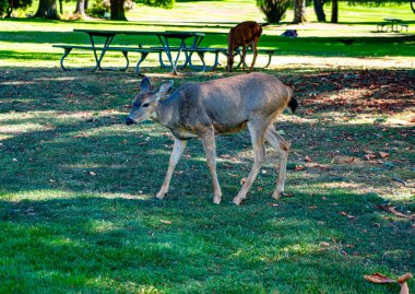 Tacoma, Washington 'daki Point Defiance Park' ta bir geyik besleniyor..