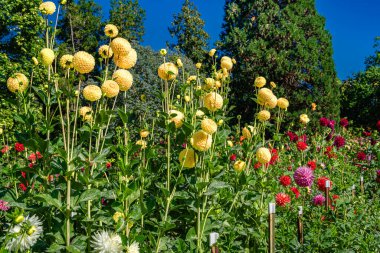 Tacoma, Washington 'daki Point Defiance Park' ta bir Dahlia bahçesi..