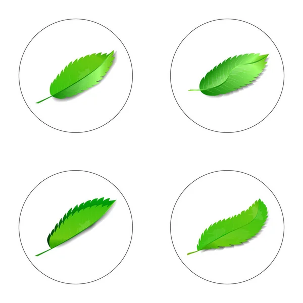 Set of rose leaves isolated on white background — Stock Vector