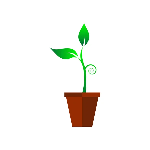 Sapling verde en florero 2 hojas — Vector de stock