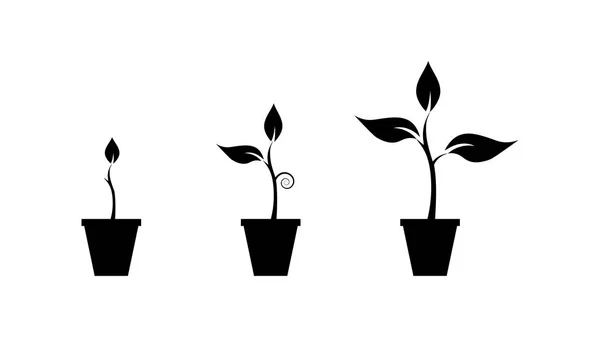 Growing Step Sapling Vases Black White Color — Stock Vector