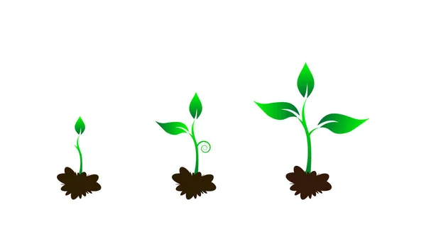 Growing step of sapling — Stock Vector