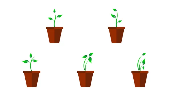 Growing sapling set in  vase — Stock Vector