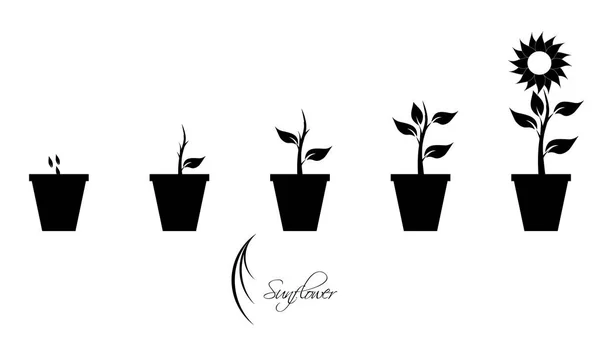 Girasol en blanco y negro, planta y flor backgro — Vector de stock