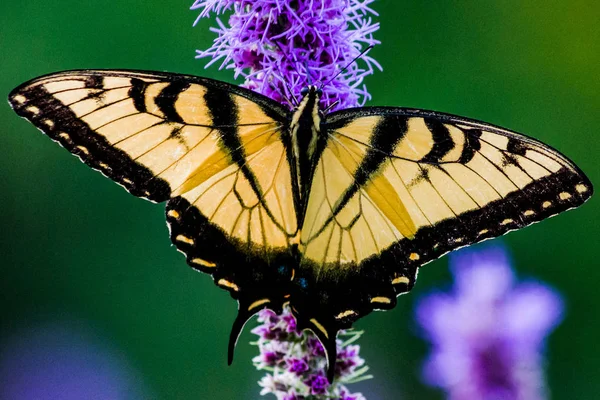 西洋虎燕尾蝶 开紫色花 背景为绿色 — 图库照片