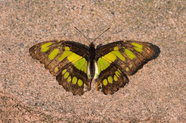 Taş kaldırımda Malachite Kelebeği.