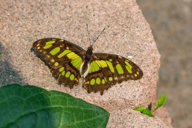 Taş kaldırımda yeşil yapraklı Malachite Kelebeği.
