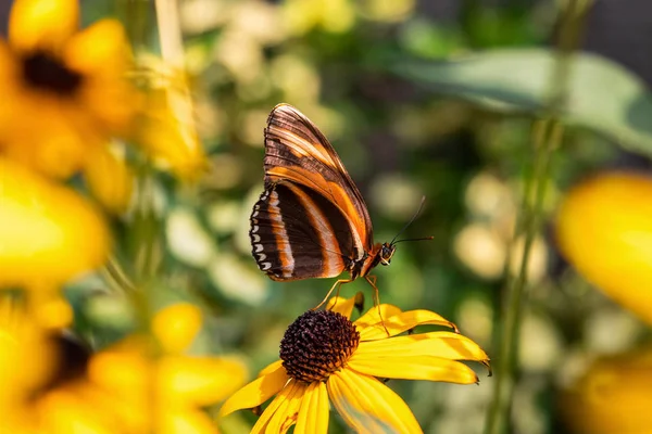 黄褐色眼睛山黄花背景下的带状橙红蝴蝶 — 图库照片