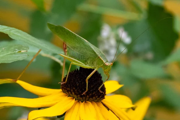 绿色的 Kaydid 蝗虫在黄色花与绿色背景 — 图库照片