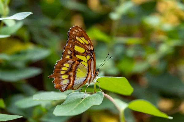 丛林绿叶上的孔雀石蝴蝶 — 图库照片