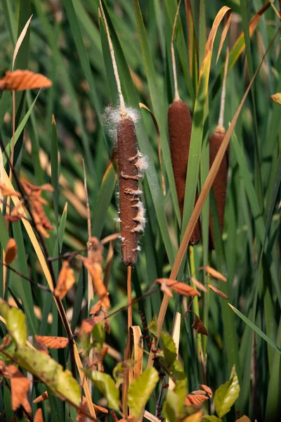 Cattail Φυτό Μια Λιμνούλα Σπόρους Πράσινα Φύλλα Στο Παρασκήνιο — Φωτογραφία Αρχείου