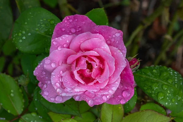 Rose Rose Fleurissant Dans Jardin — Photo