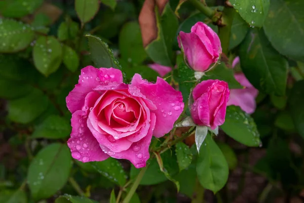 Roz Trandafir Flori Creștere Într Grădină — Fotografie, imagine de stoc
