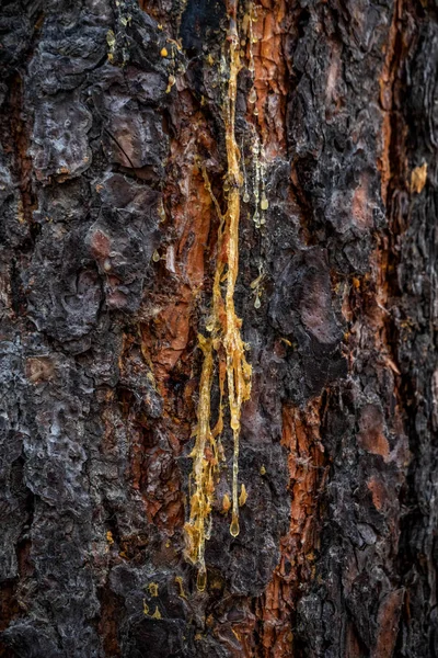 Savia Árbol Que Fluye Por Árbol — Foto de Stock