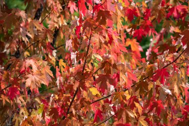 Güneşli bir günde kırmızı yaprak.