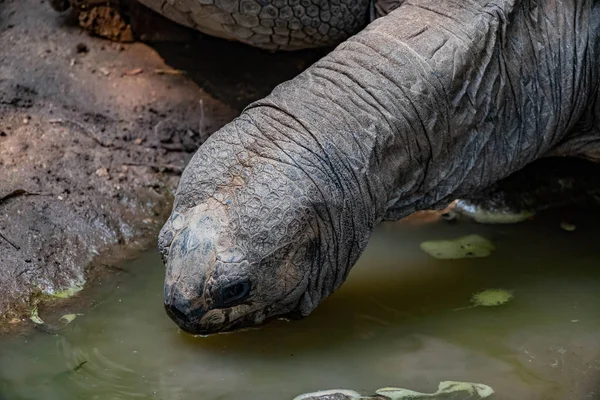 Aldabra Tortoise Drinking Pond — Stock Photo, Image